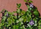 Pervinca I